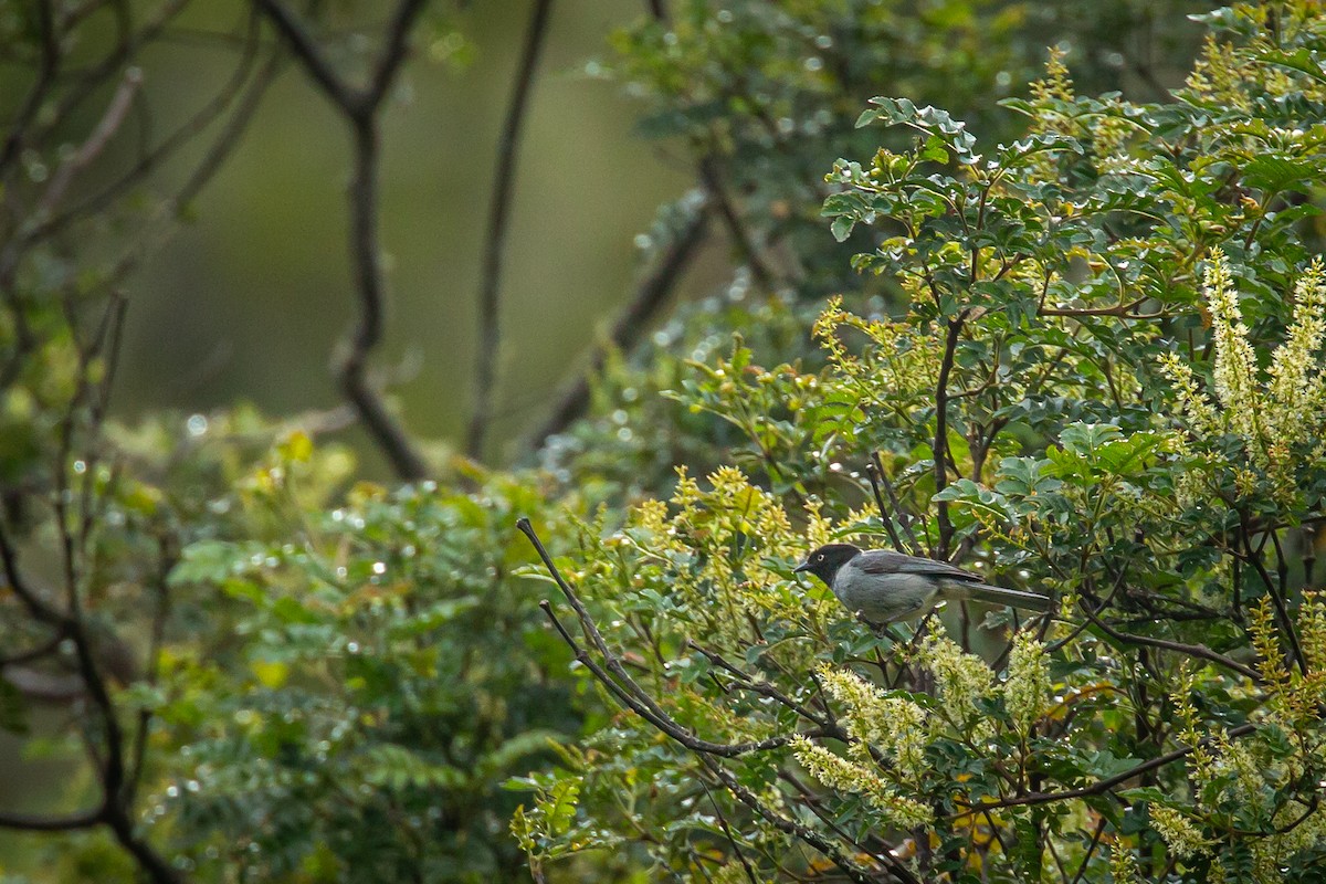 Black-headed Hemispingus - ML644776159