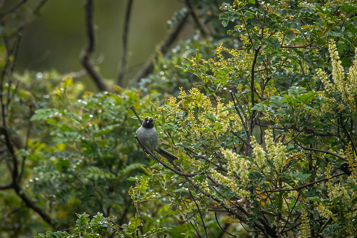Black-headed Hemispingus - ML644776160