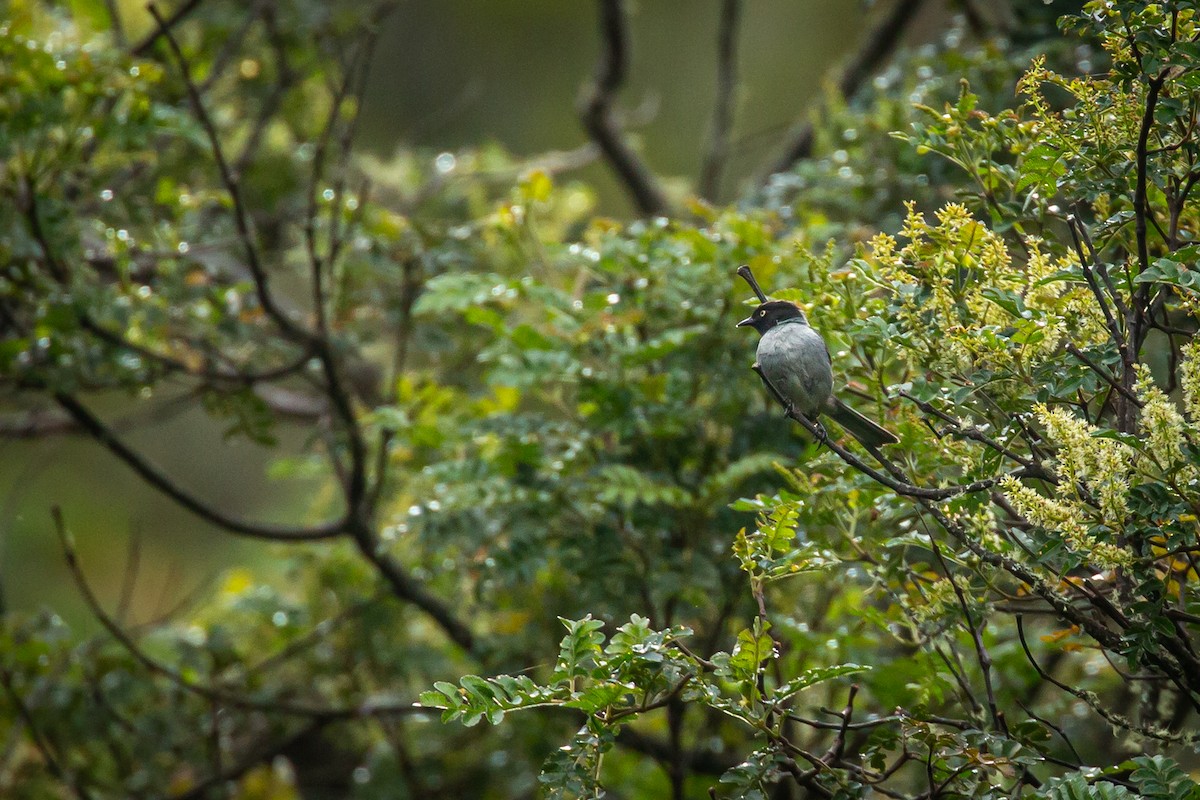 Black-headed Hemispingus - ML644776161