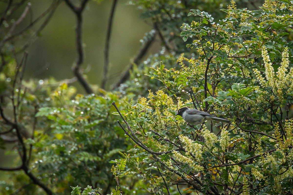 Black-headed Hemispingus - ML644776162