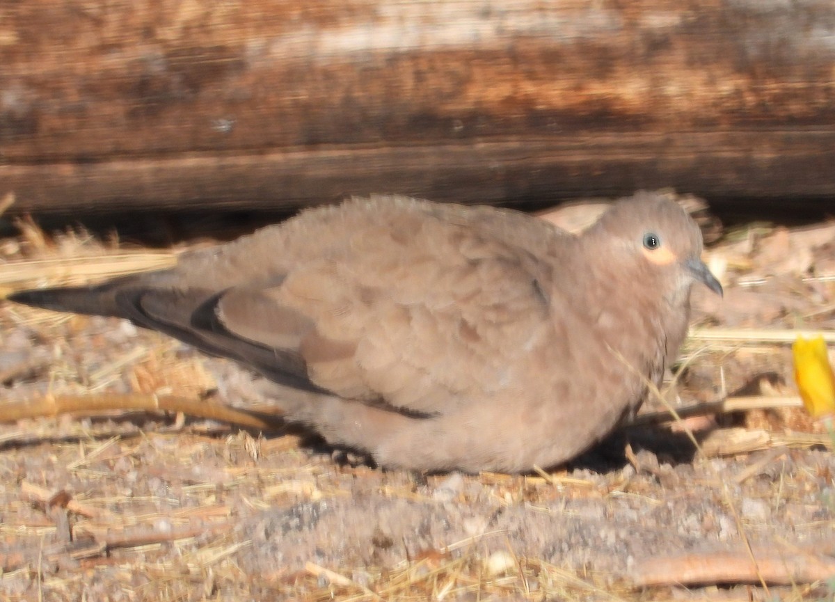 Black-winged Ground Dove - ML644776163