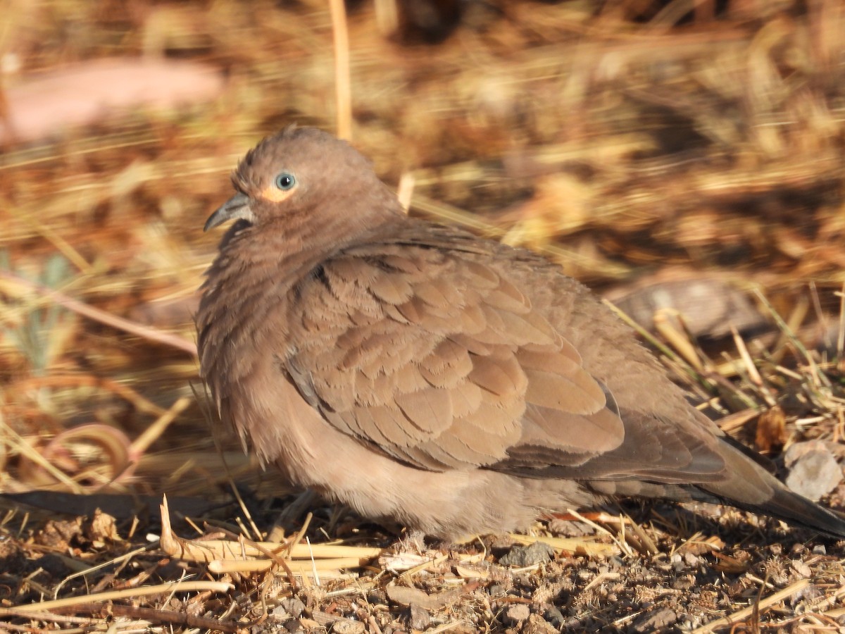 Black-winged Ground Dove - ML644776164