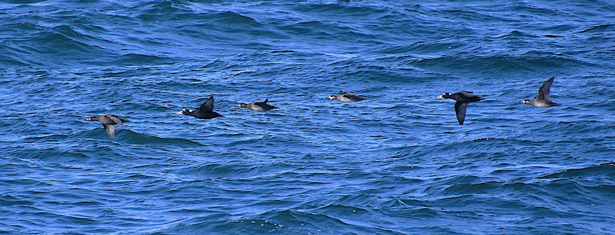 קטיפנית משברים - ML644776171