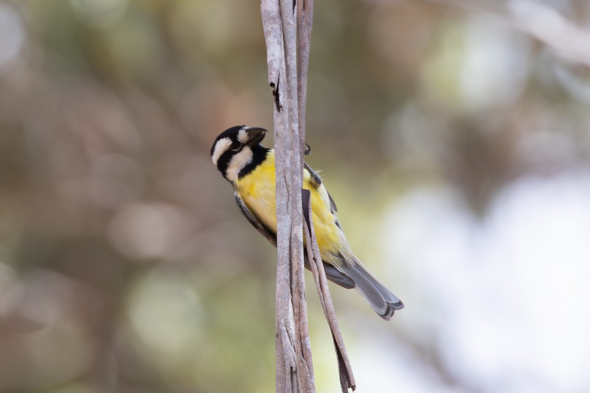 Eastern Shrike-tit - ML644776175
