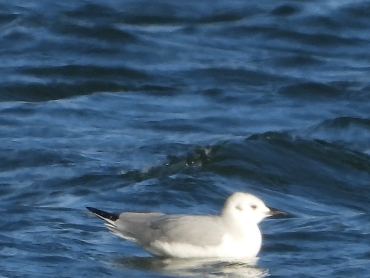 Bonaparte's Gull - ML644776176