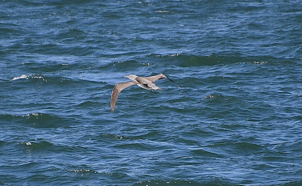 Northern Gannet - ML644776196