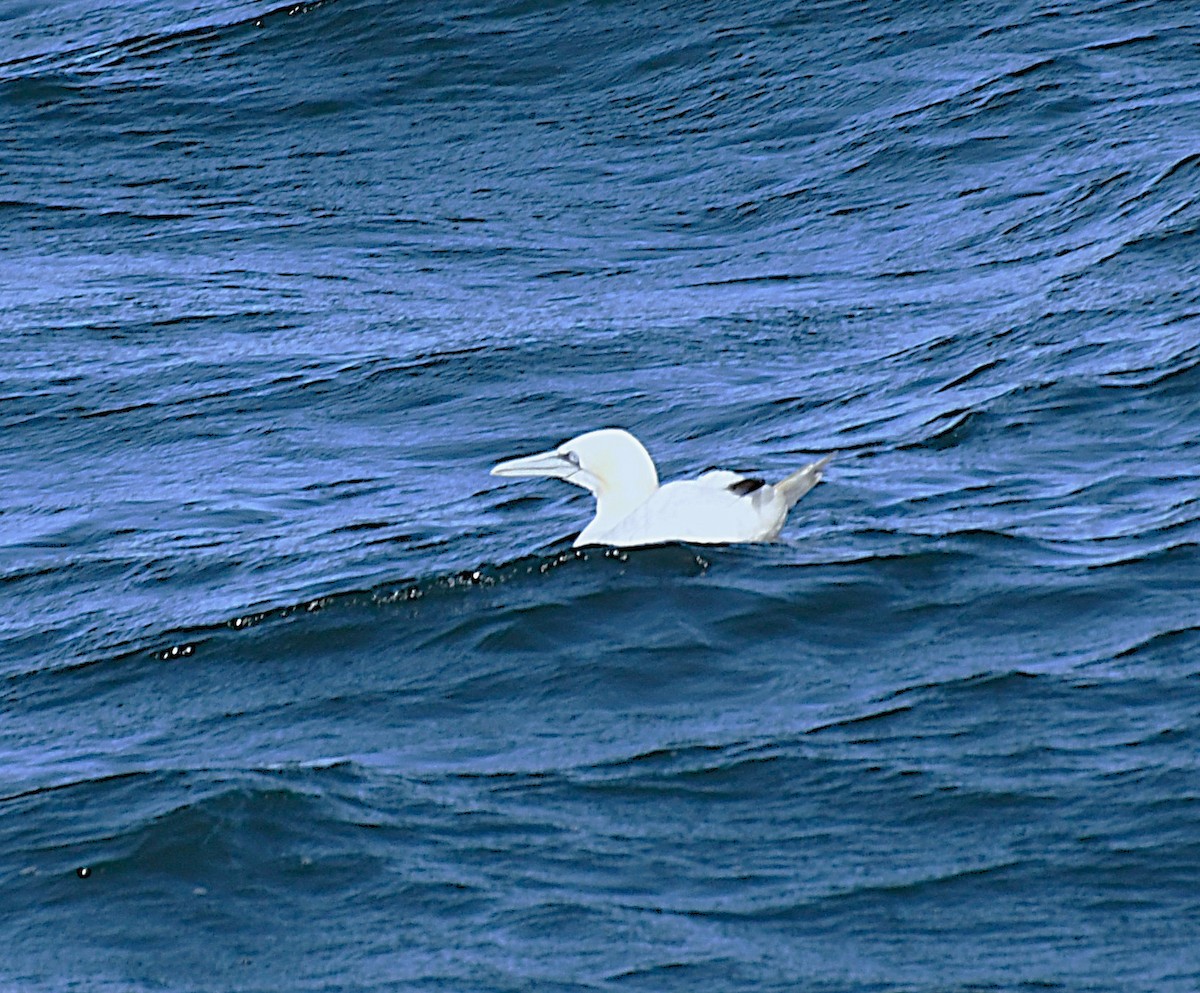 Northern Gannet - ML644776197
