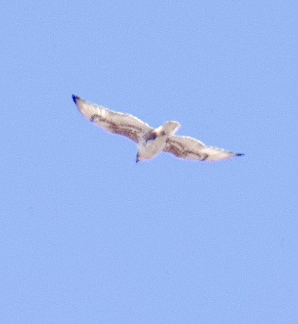 Ferruginous Hawk - ML644776204