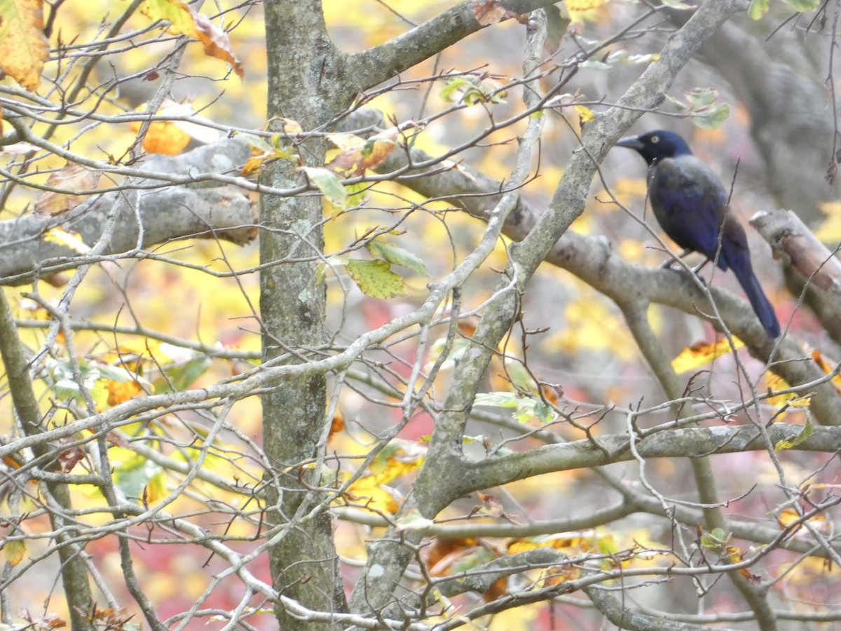 Пурпурный гракл - ML644776205