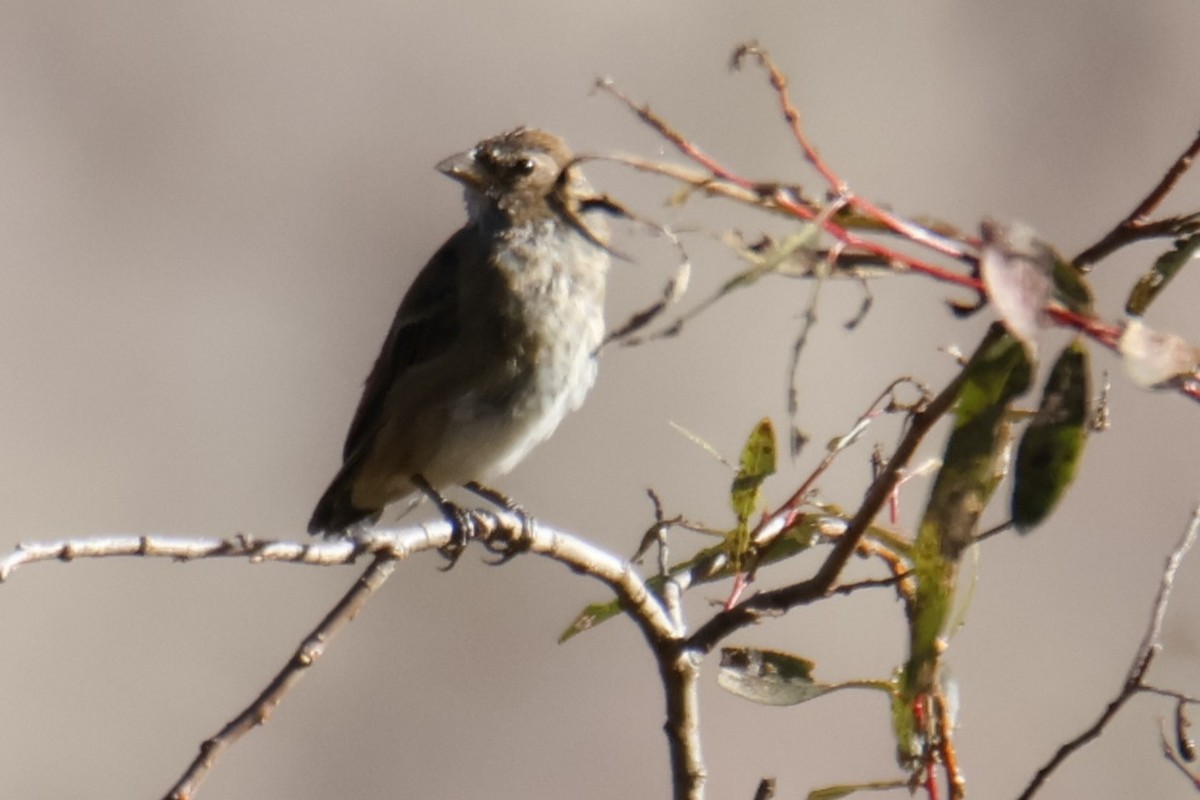 Indigo Bunting - ML644776209