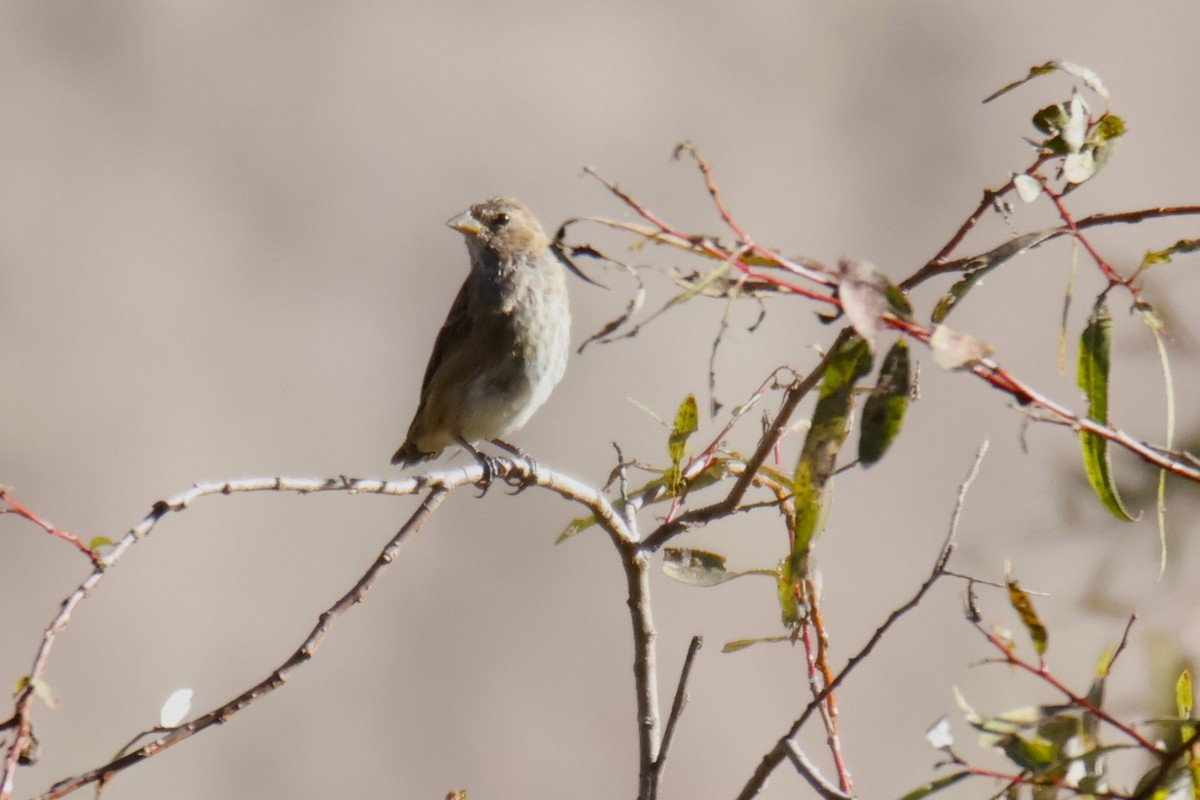 Indigo Bunting - ML644776210