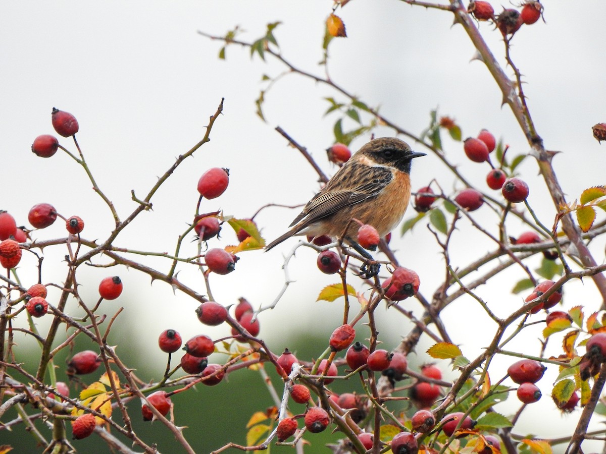 European Stonechat - ML644776213