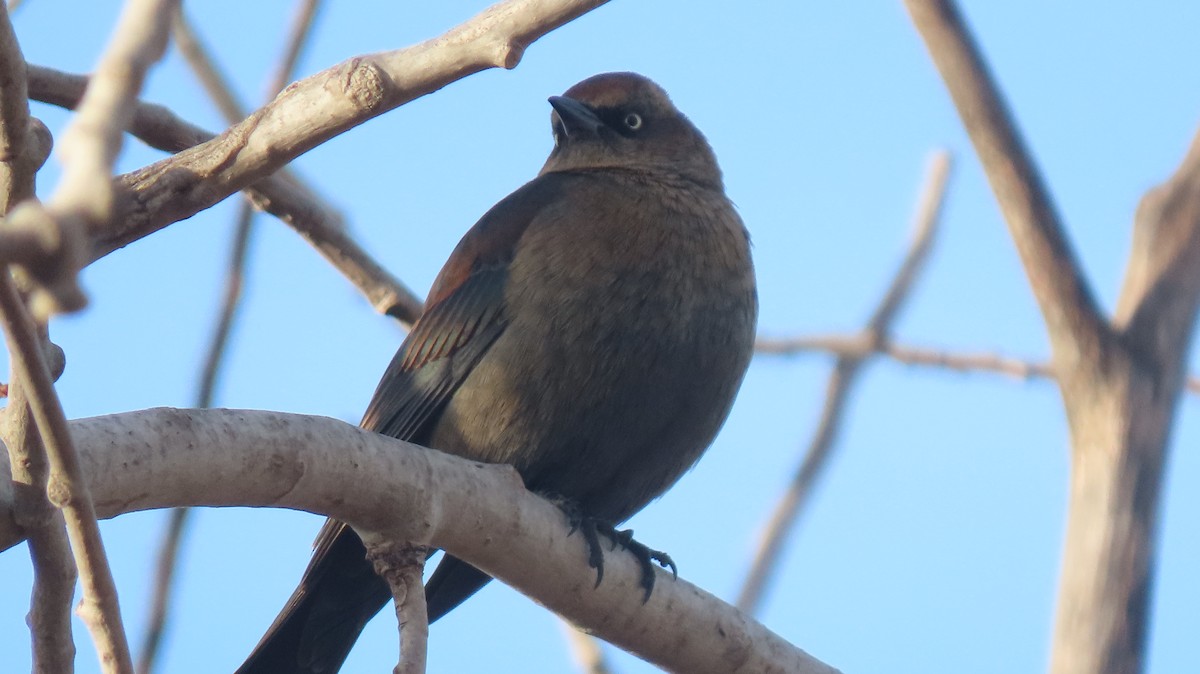 Rusty Blackbird - ML644776222