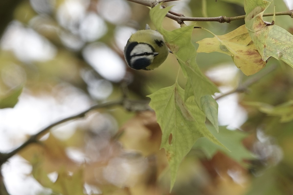 sýkora modřinka - ML644776225