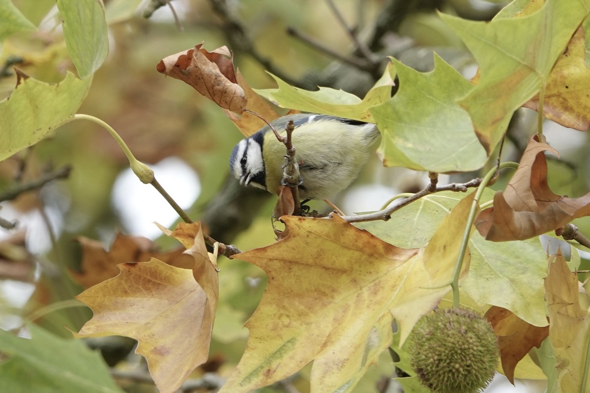 sýkora modřinka - ML644776226