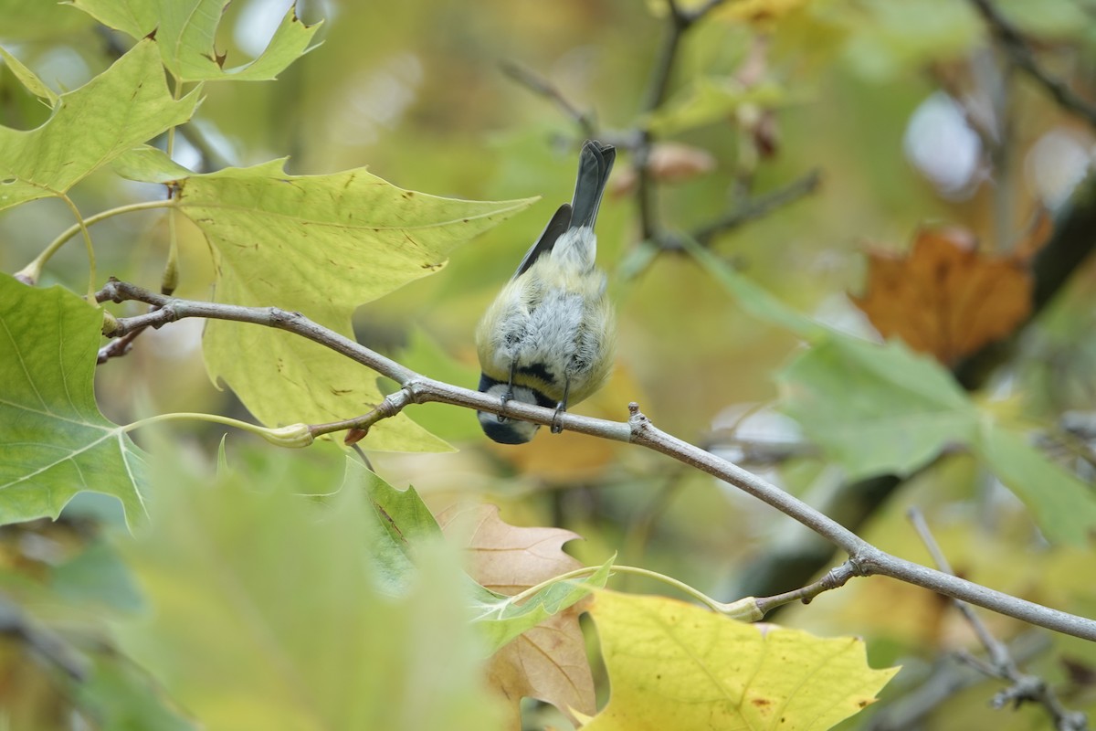 sýkora modřinka - ML644776227