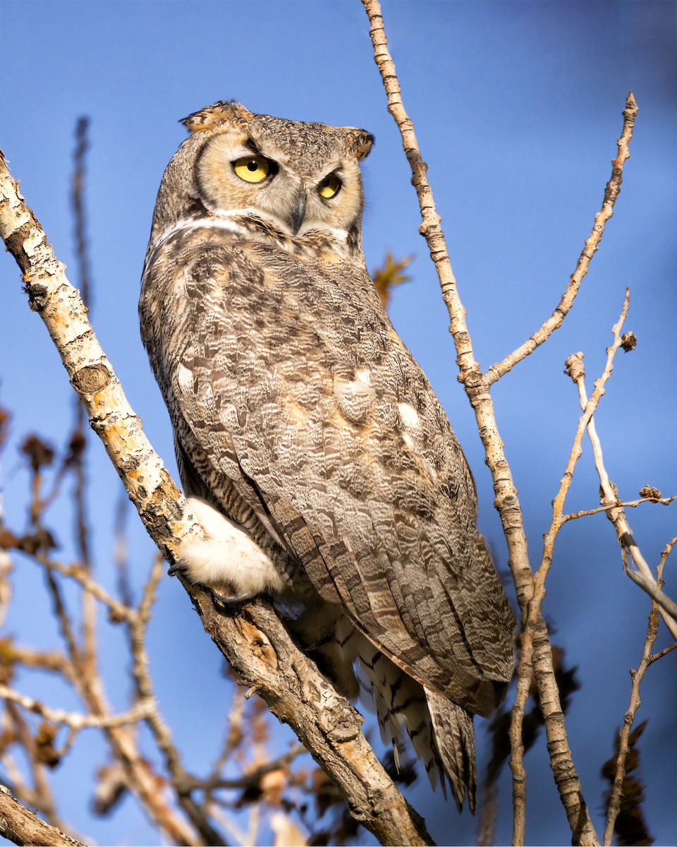 Great Horned Owl - ML644776229