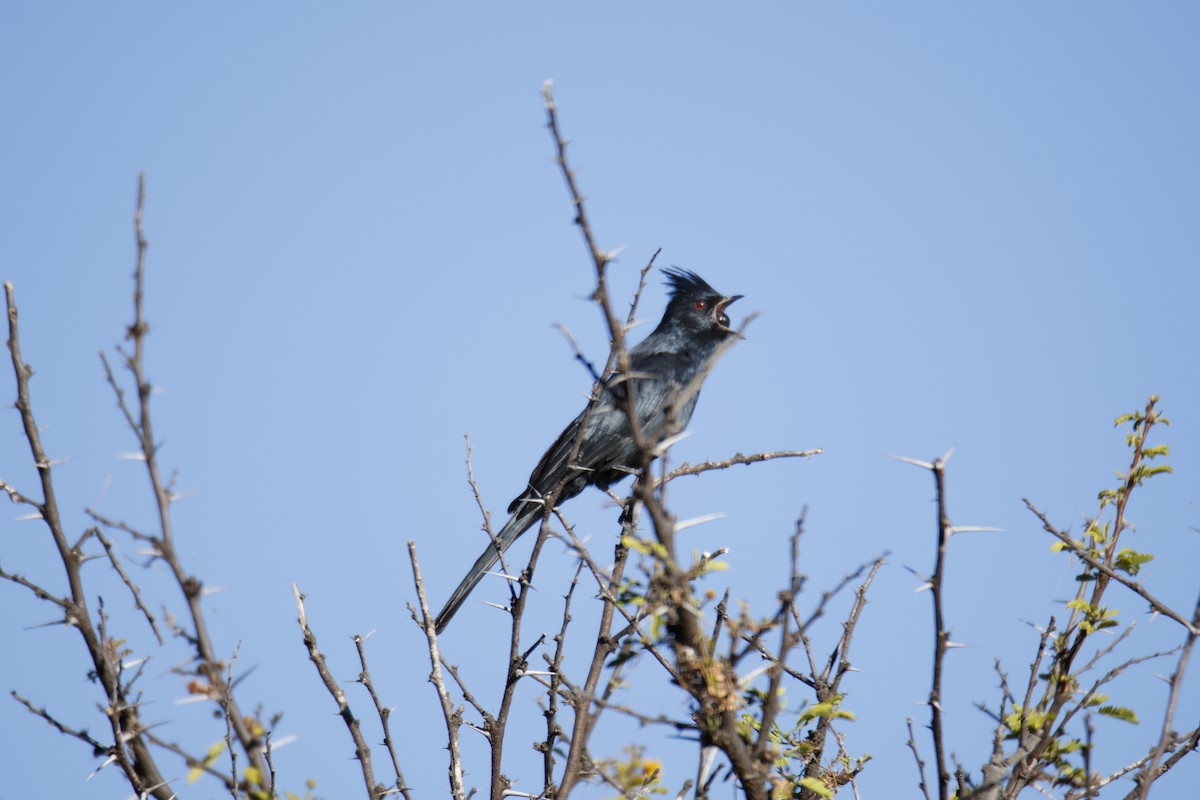 Phainopepla - ML644776243