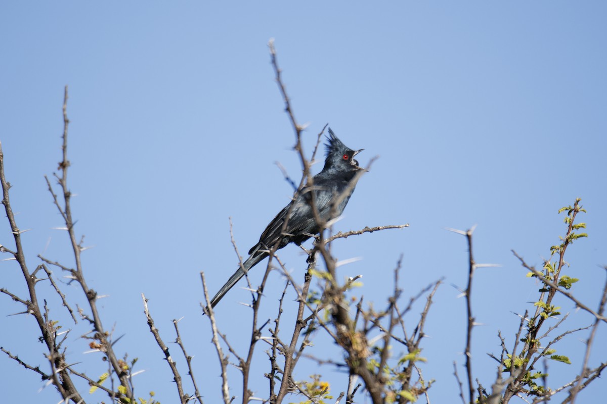 Phainopepla - ML644776244