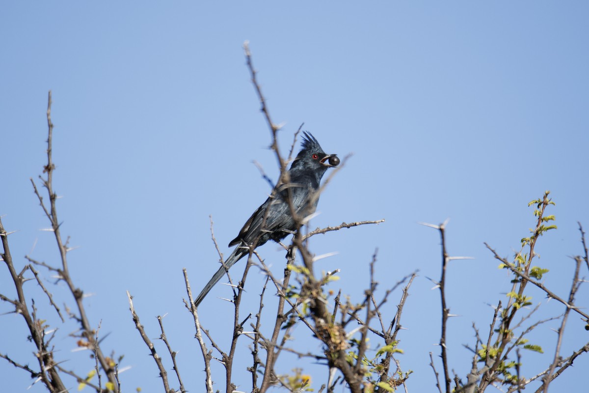 Phainopepla - ML644776245