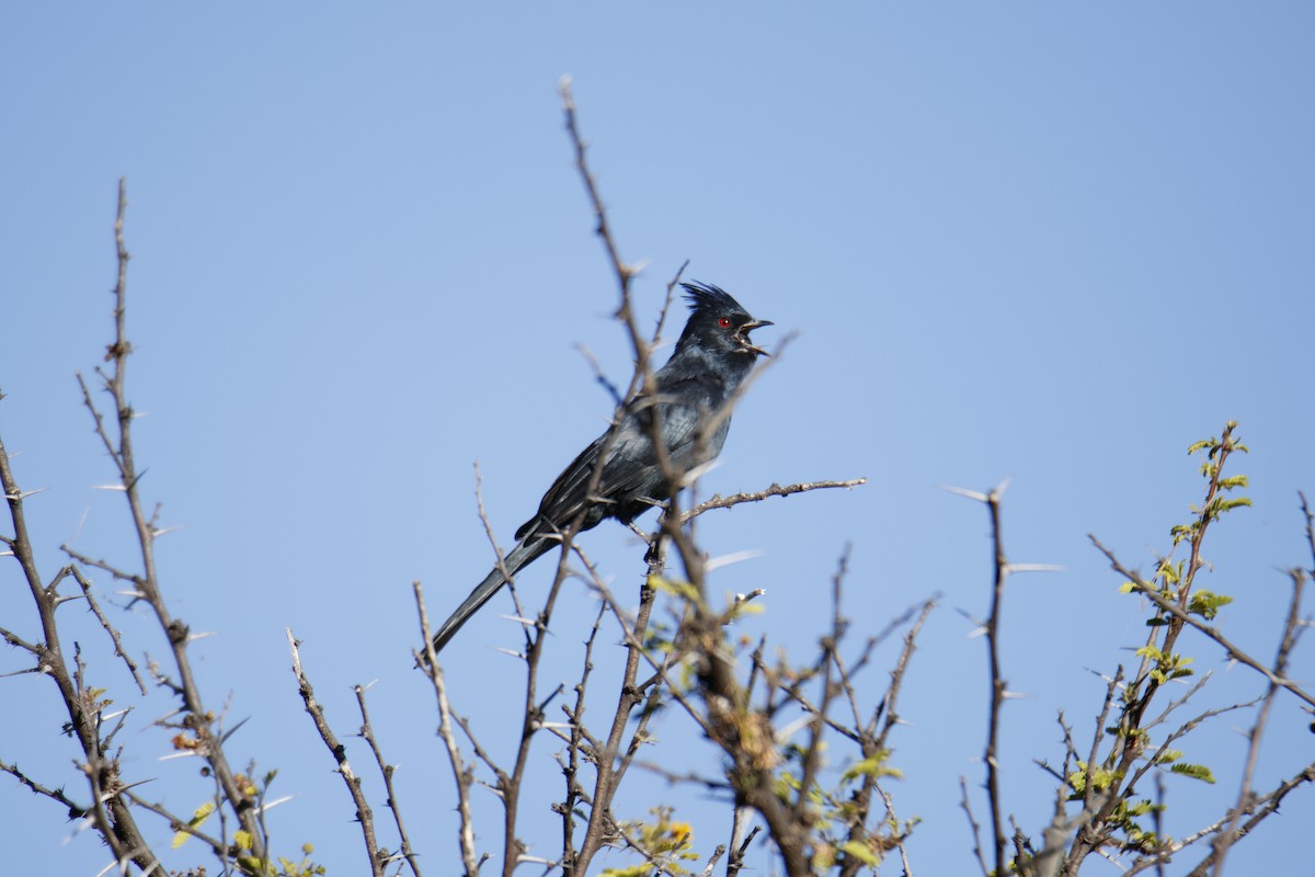 Phainopepla - ML644776246