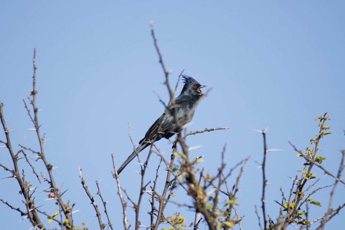 Phainopepla - ML644776247