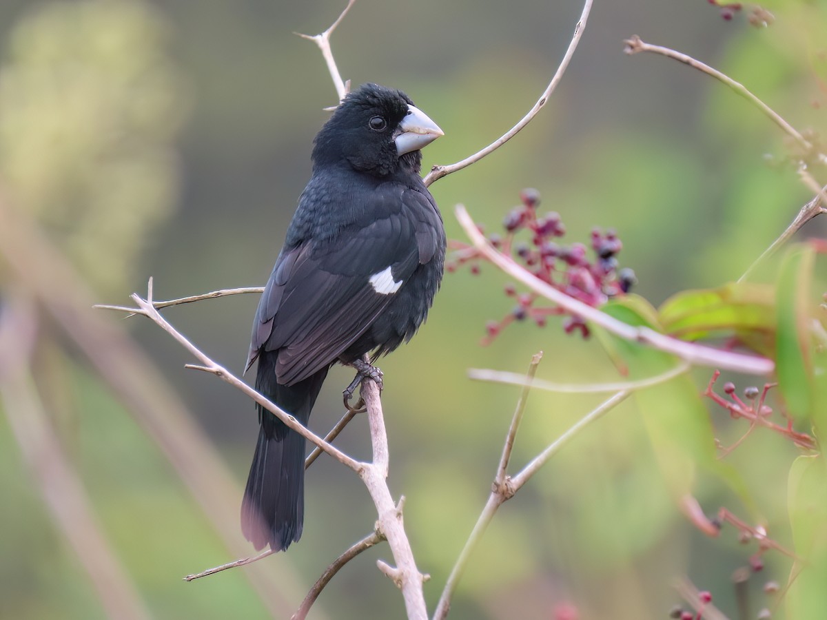Large-billed Seed-Finch - Sporophila crassirostris - Birds of the