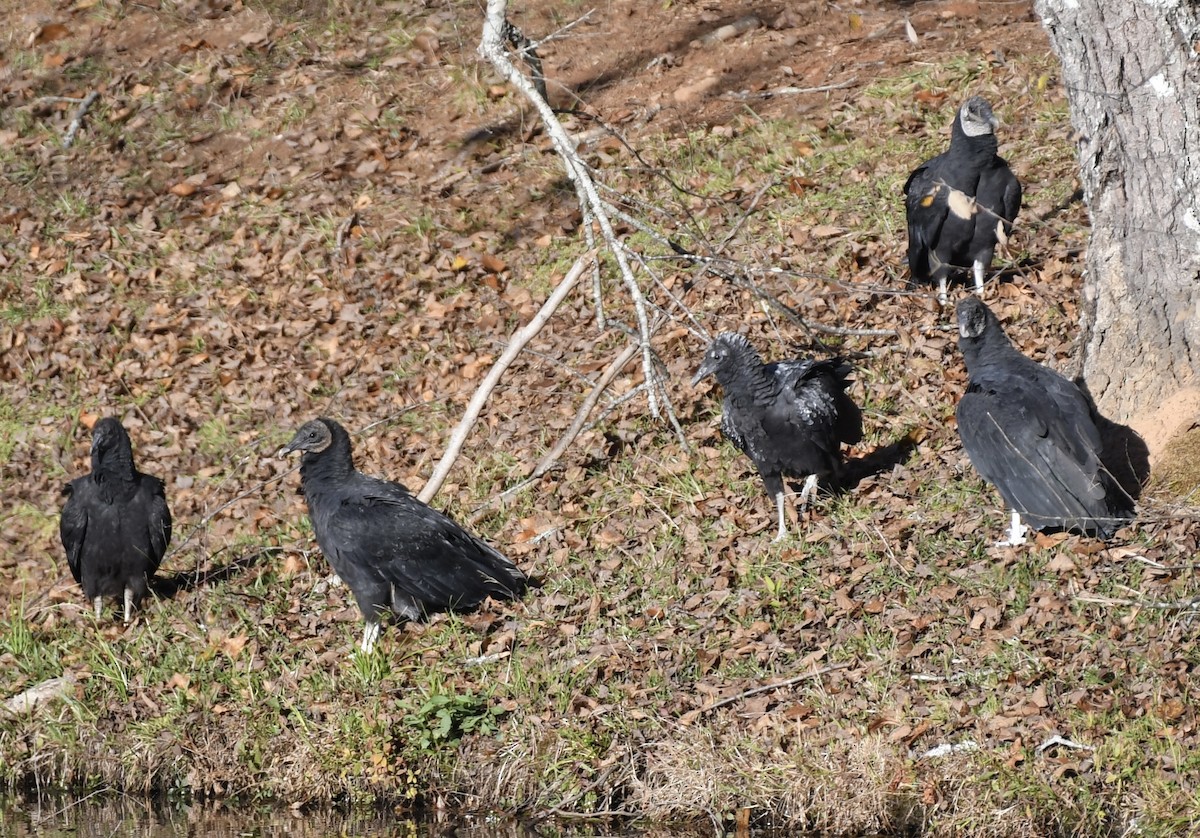 Катарта чорна - ML644776259