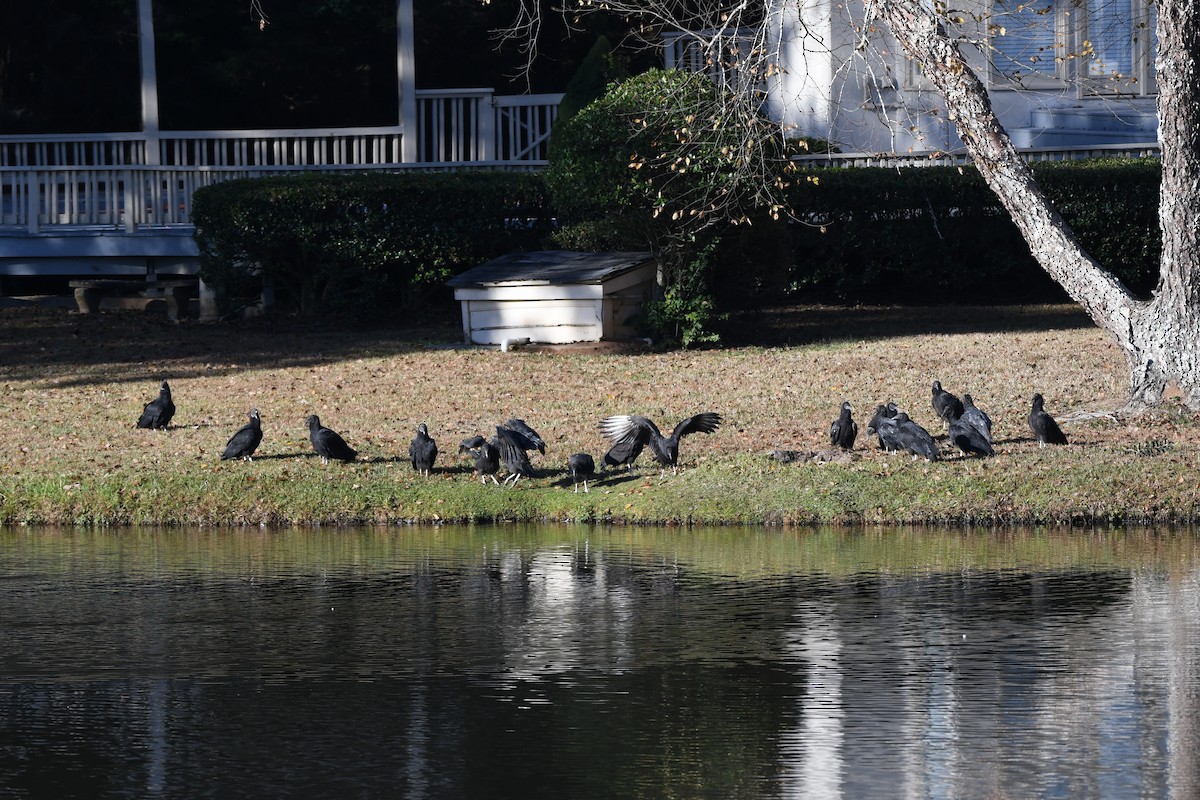 Катарта чорна - ML644776261