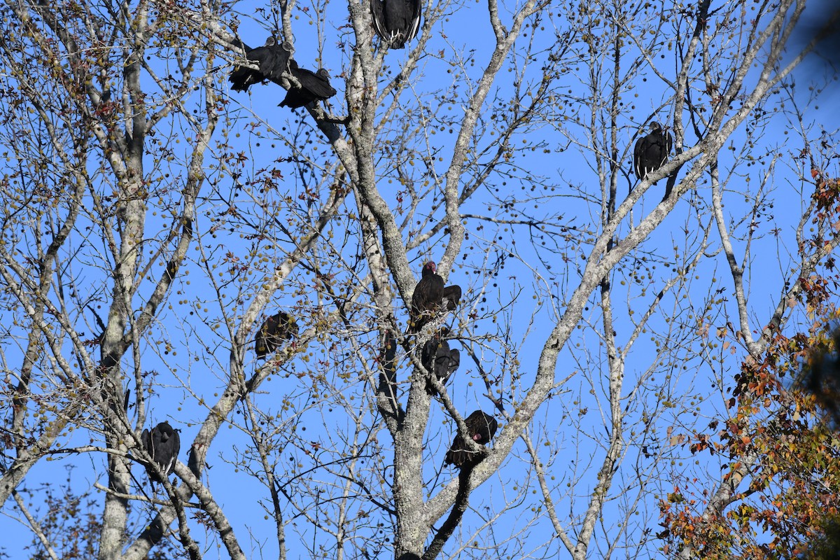 Катарта чорна - ML644776262