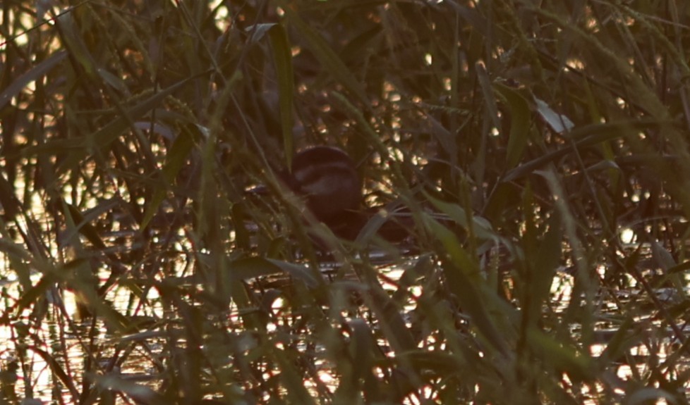 Ruddy Duck - ML644776284