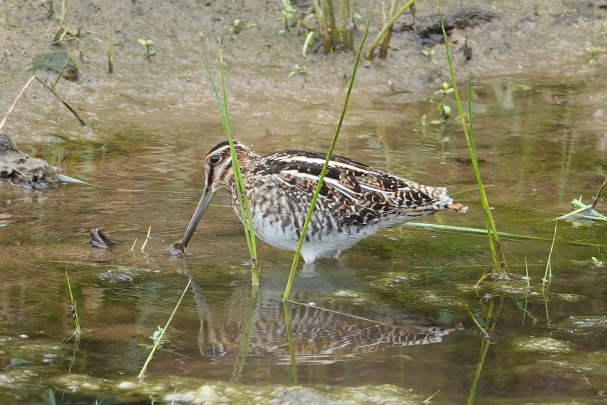 Wilson's Snipe - ML644776291