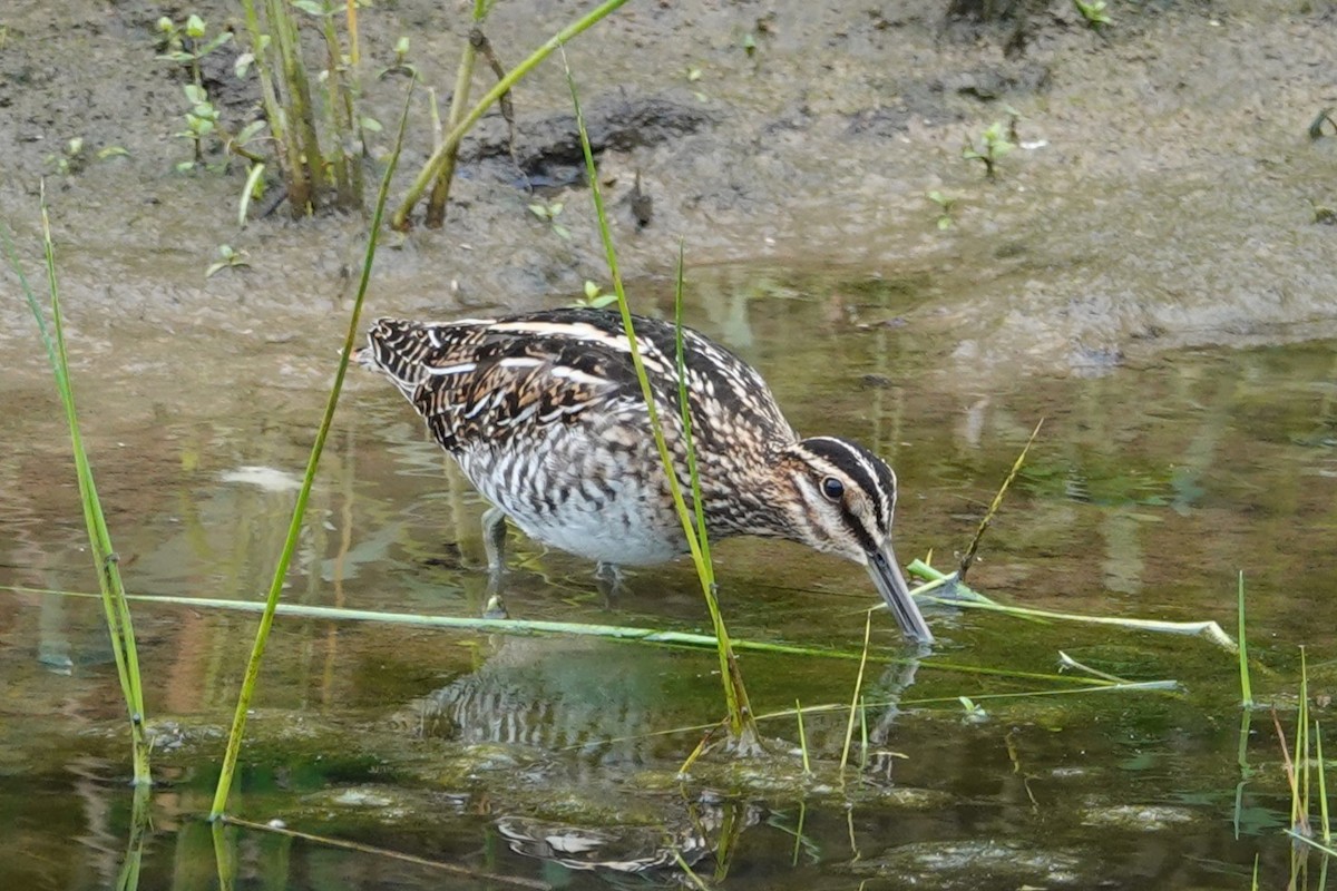 Wilson's Snipe - ML644776292