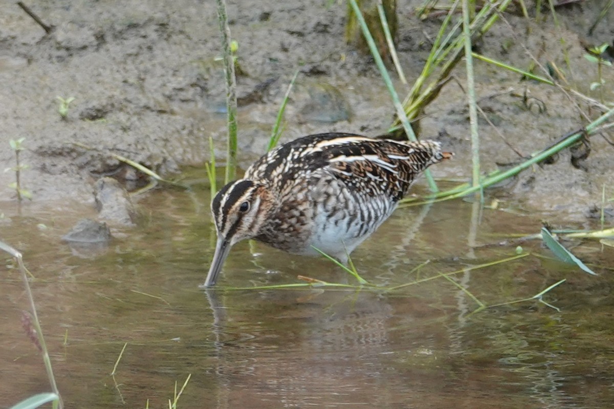 Wilson's Snipe - ML644776293