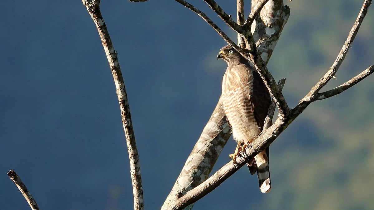 káně krahujová - ML644776294