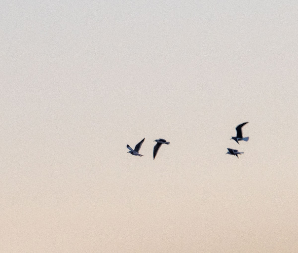 чайка sp. - ML644776298