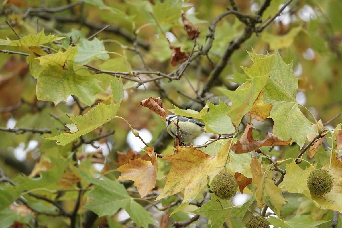 sýkora modřinka - ML644776304