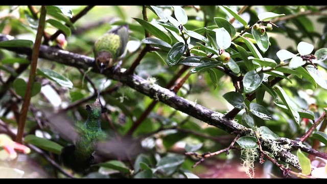 Sparkling Violetear - ML644776305