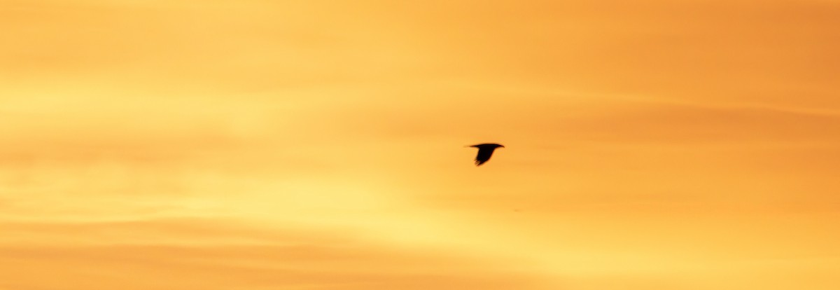 עורב שחור - ML644776320