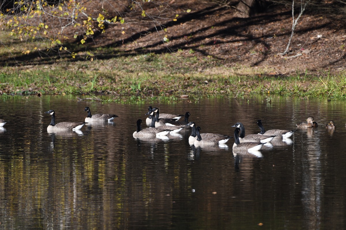 Canada Goose - ML644776328