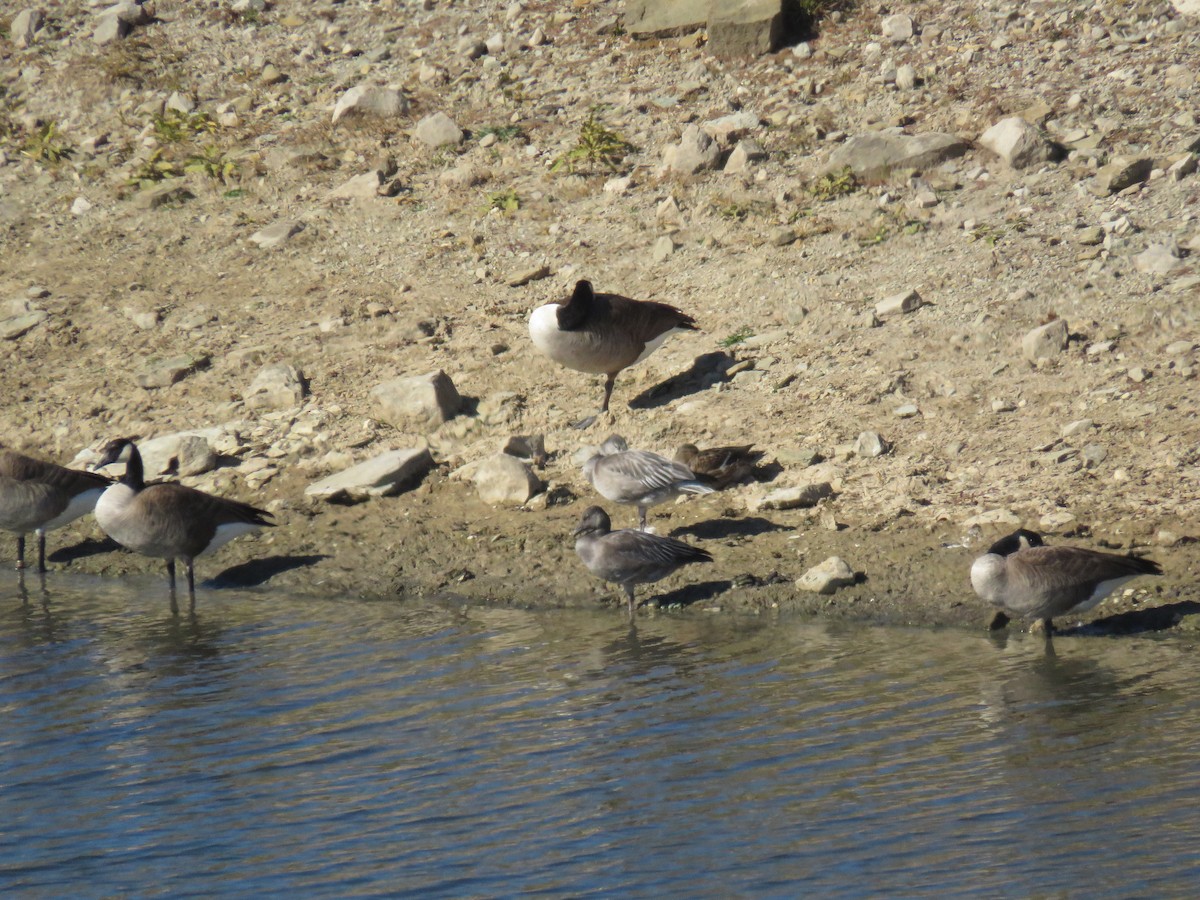 Snow Goose - ML644776329