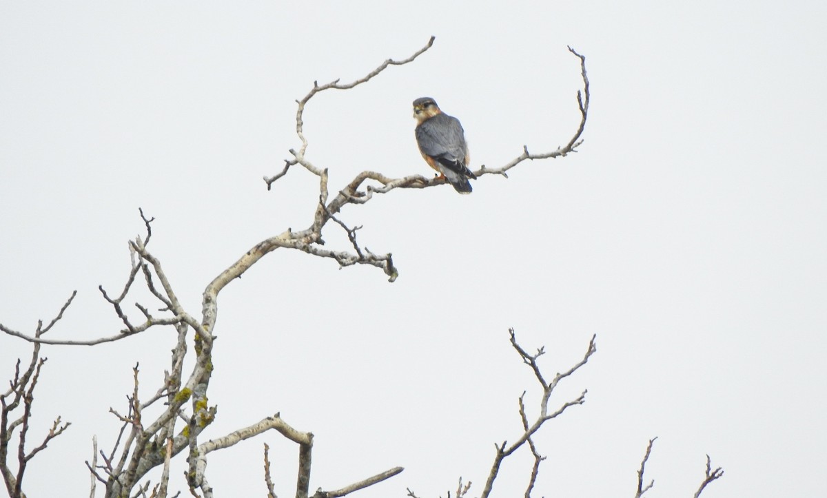 Merlin - ML644776342