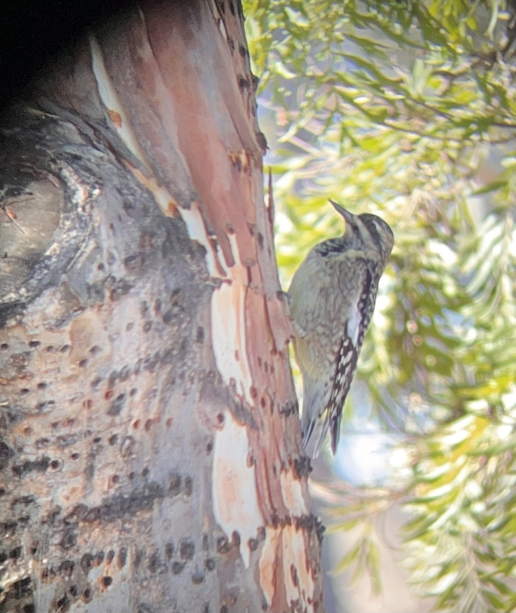 Yellow-bellied Sapsucker - ML644776344