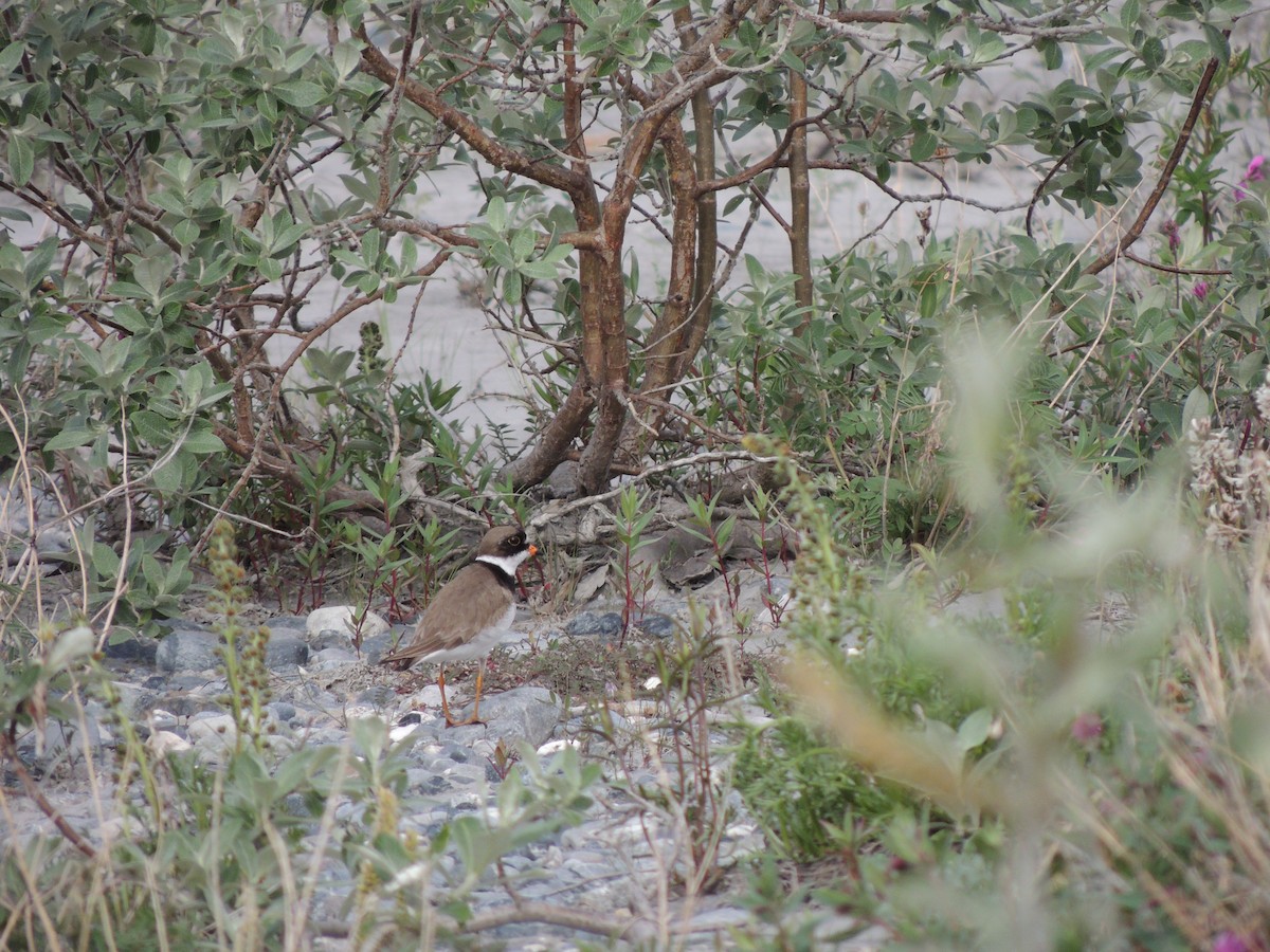 Semipalmated Plover - ML644776356