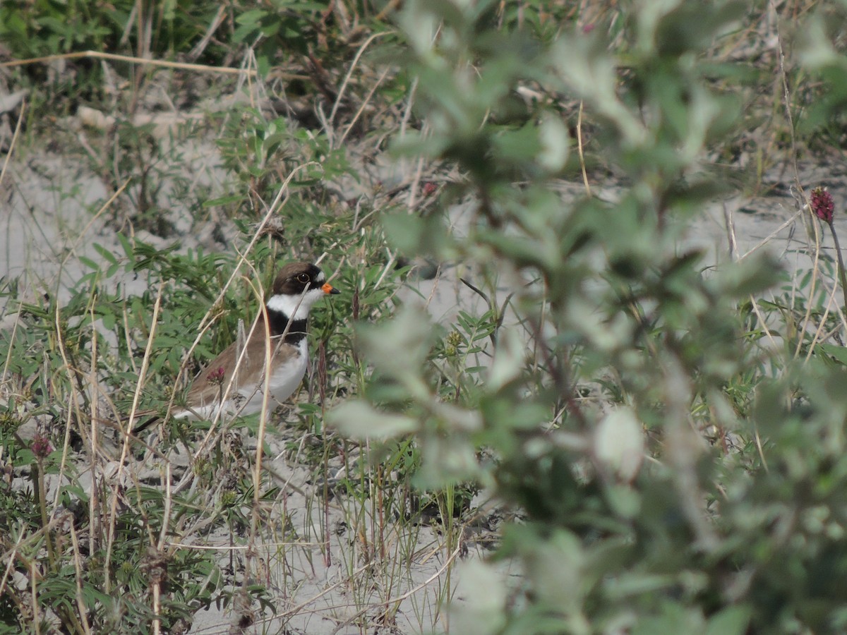 Semipalmated Plover - ML644776357