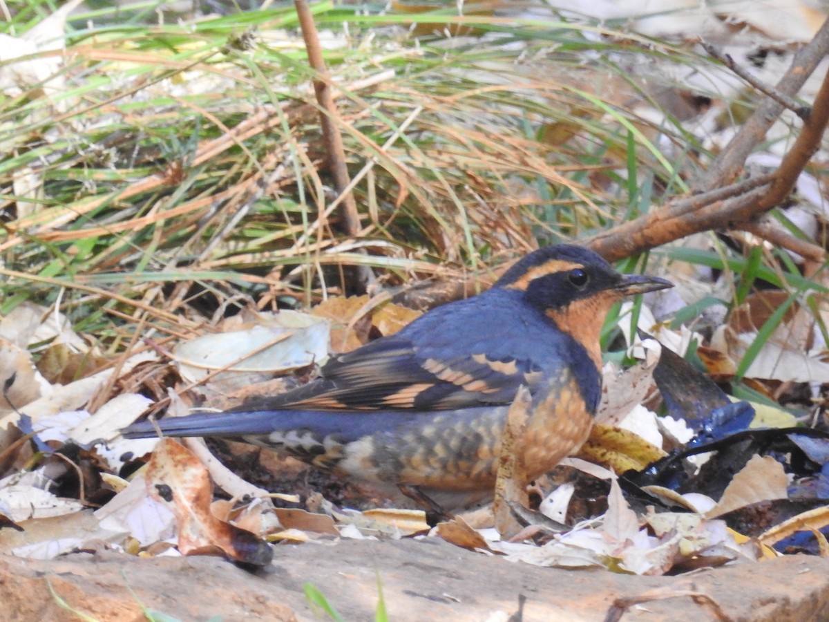 Varied Thrush - ML644776359