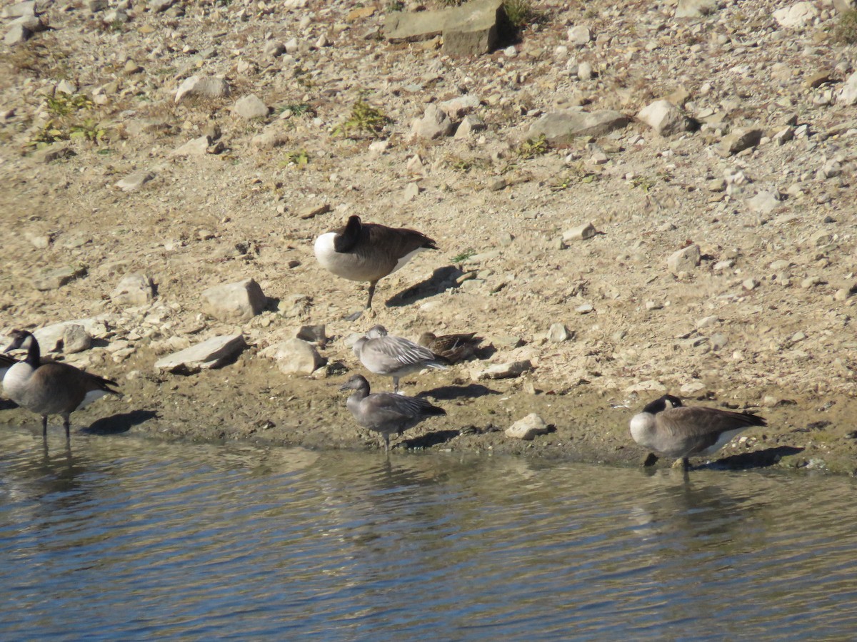 Snow Goose - ML644776361