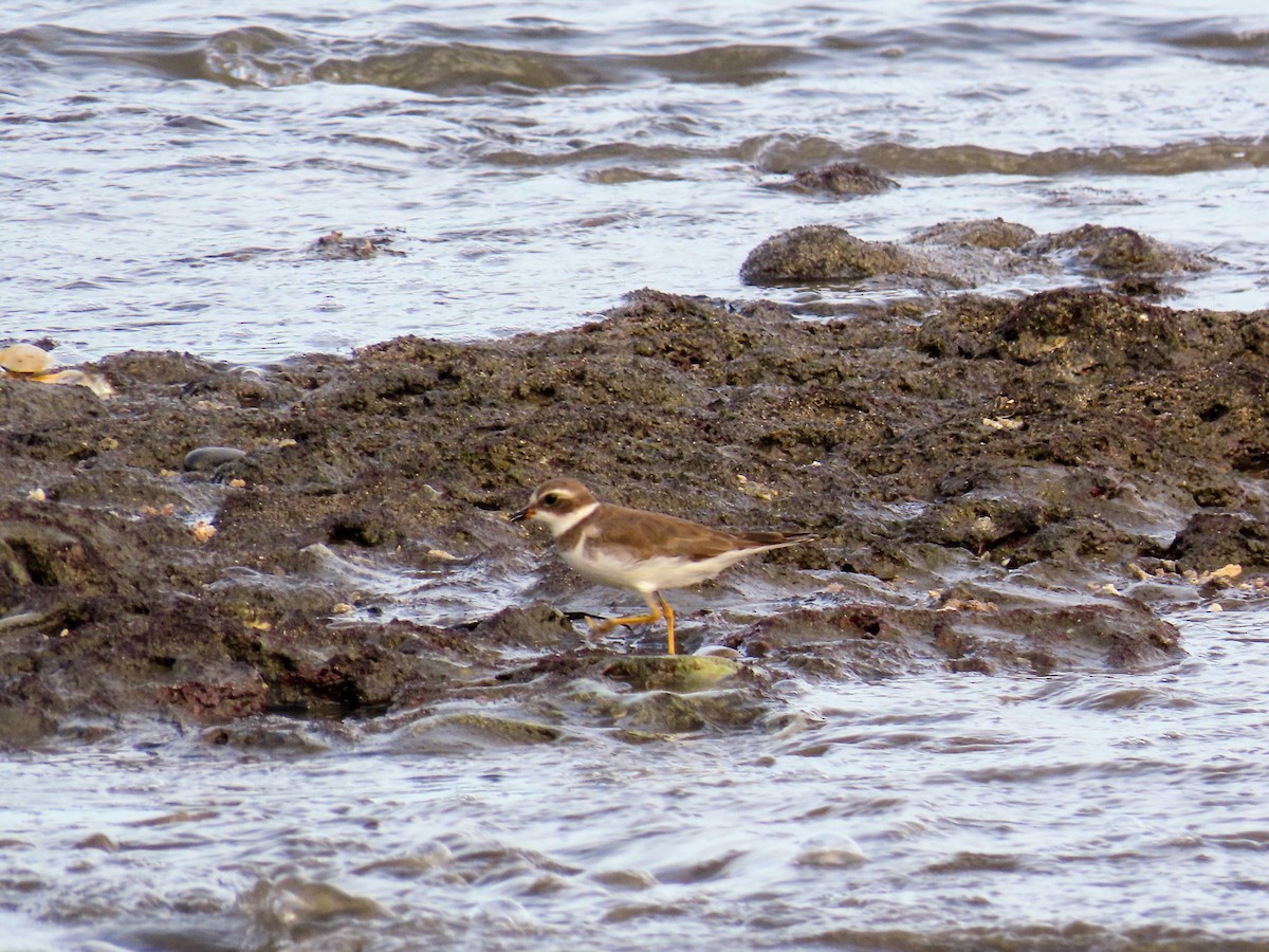 Semipalmated Plover - ML644776371