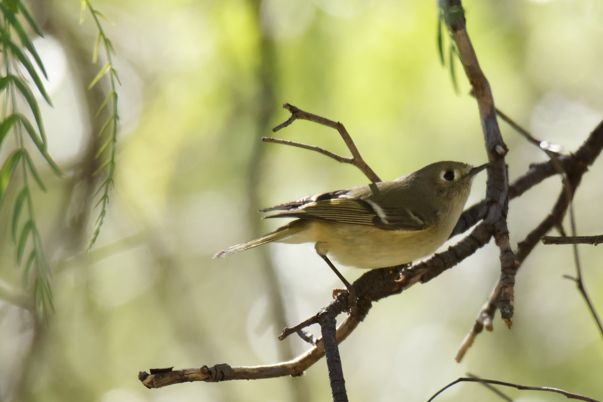Ruby-crowned Kinglet - ML644776376