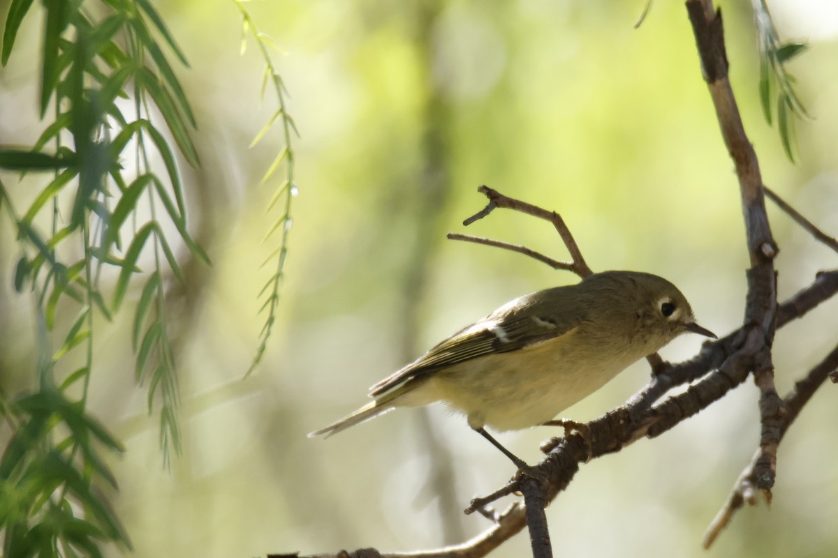 Ruby-crowned Kinglet - ML644776377